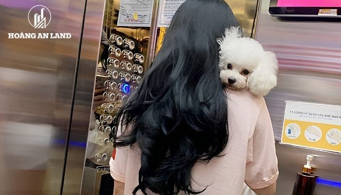 Chủ nuôi cần kiểm soát vật nuôi khi đi qua hành lang, sảnh, thang máy và những khu vực sử dụng chung