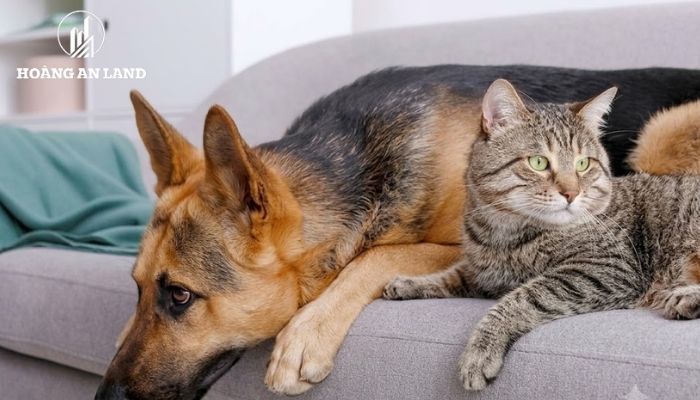 Pháp luật không quy định một giới hạn chung về số lượng chó mèo được nuôi trong mỗi căn hộ